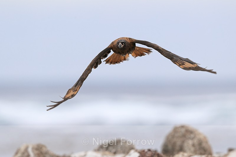 Striated Caracara front flight view, Sea Lion Island, Falklands - Striated Caracara