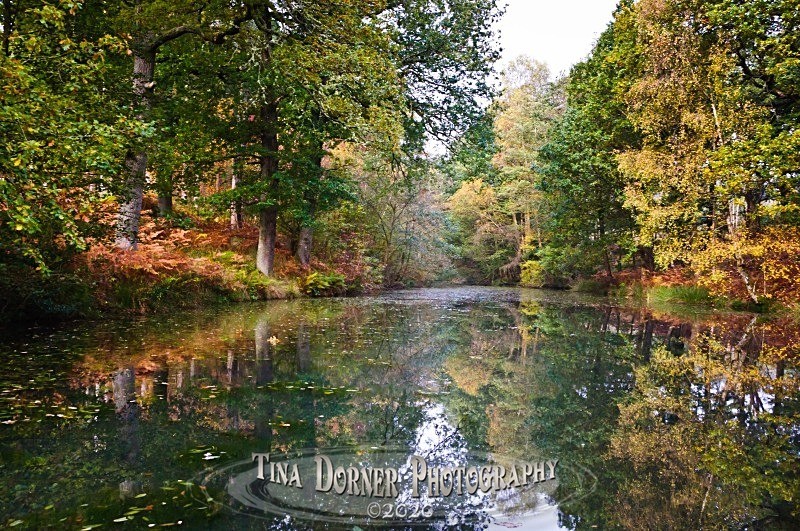 Autumn Forest of Dean. Tina Dorner Photography