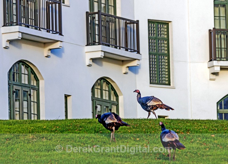 Wild Turkeys @ Algonquin Resort - Urban Wildlife