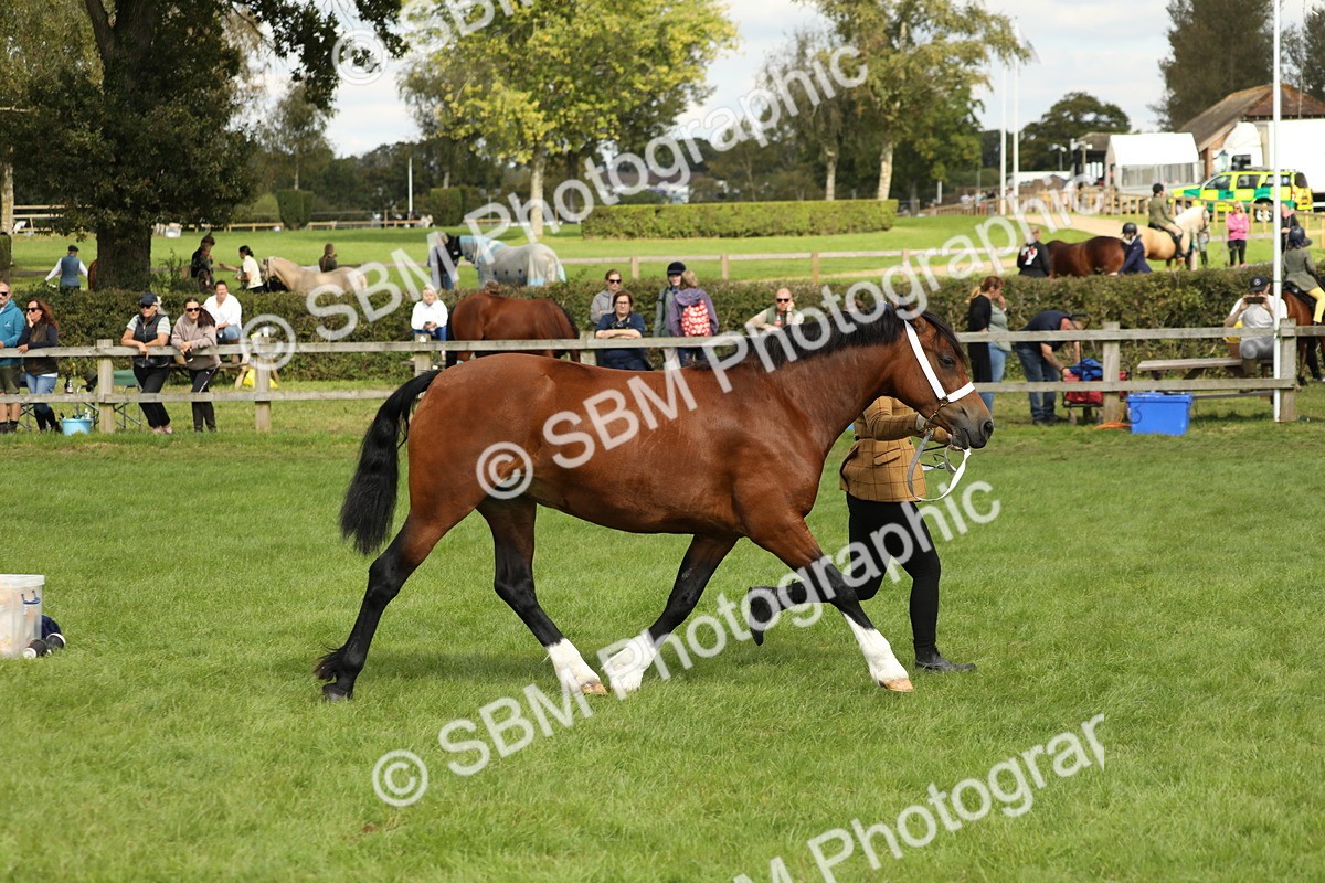 SBM_65425 - S47 - Mountain & Moorland In Hand Large Breeds