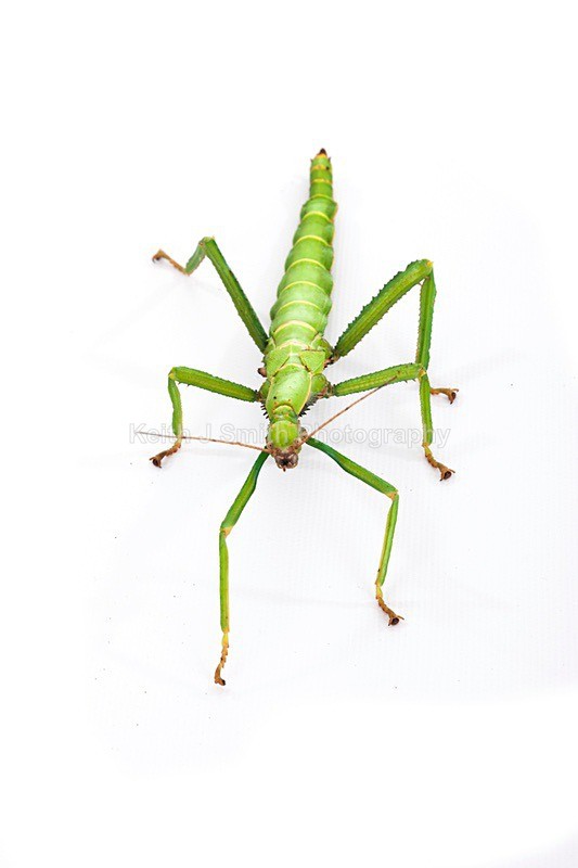 7SKJ4131 - Roaming Reptile Show III