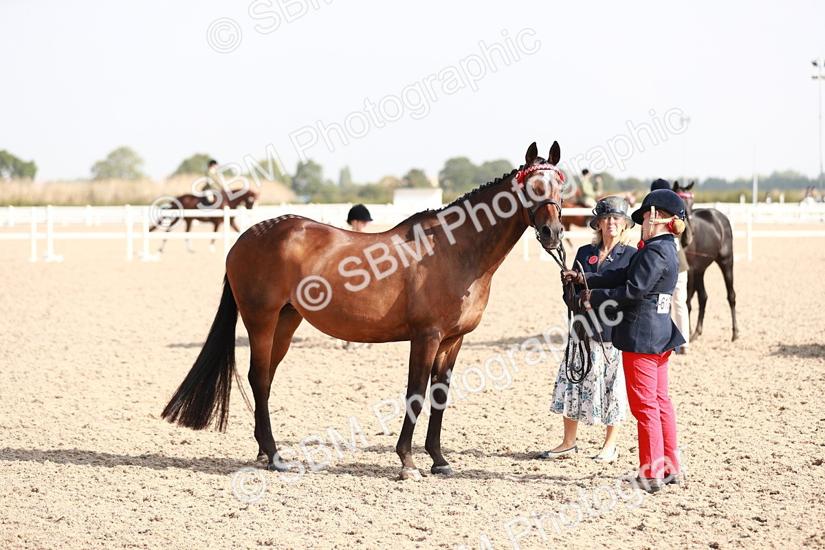 SBM_11100 - Class 205 IH Show Pony/ Show Hunter Pony