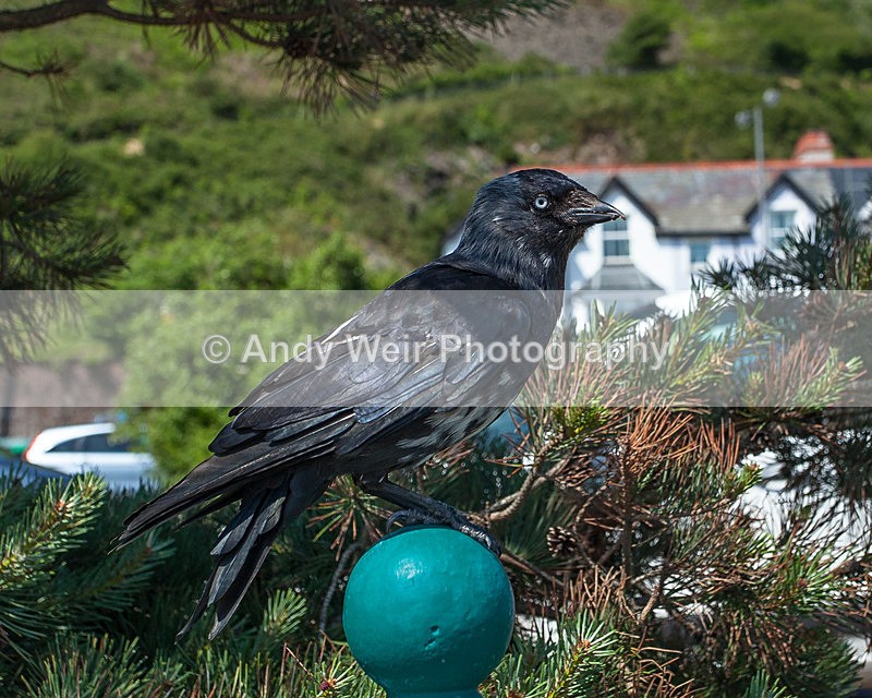 20130619-_MG_4286 - Jackdaw