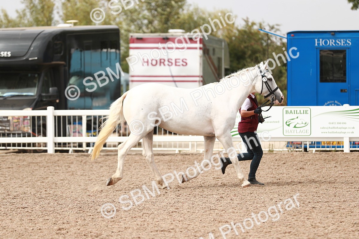 SBM_13155 - Class 208 IH Veteran Horse