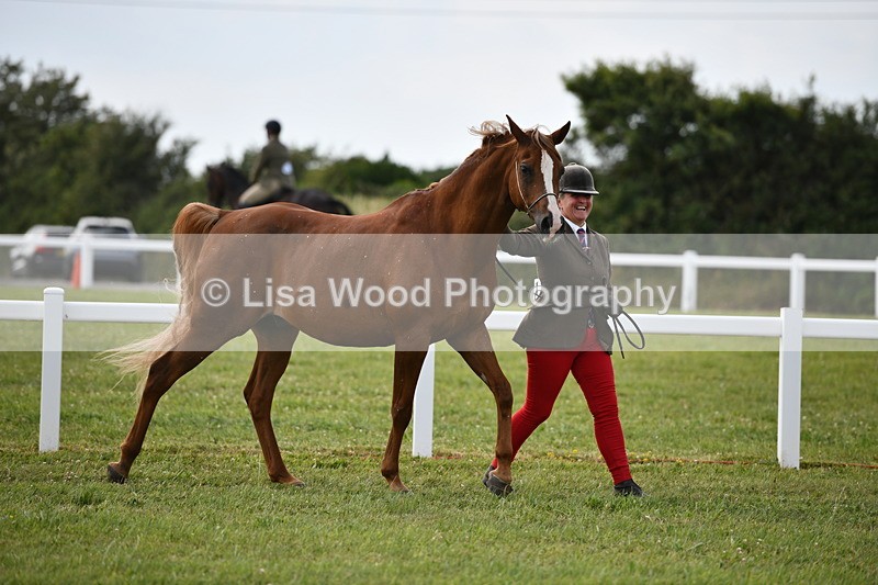 DSC_8455 - Class 69: Pure, Anglo & Part Bred In Hand Arab
