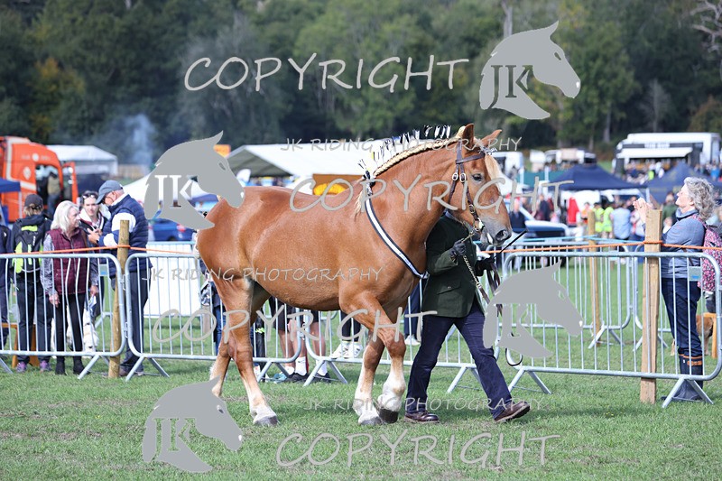 APP_3148 - Class 3 Youngstock