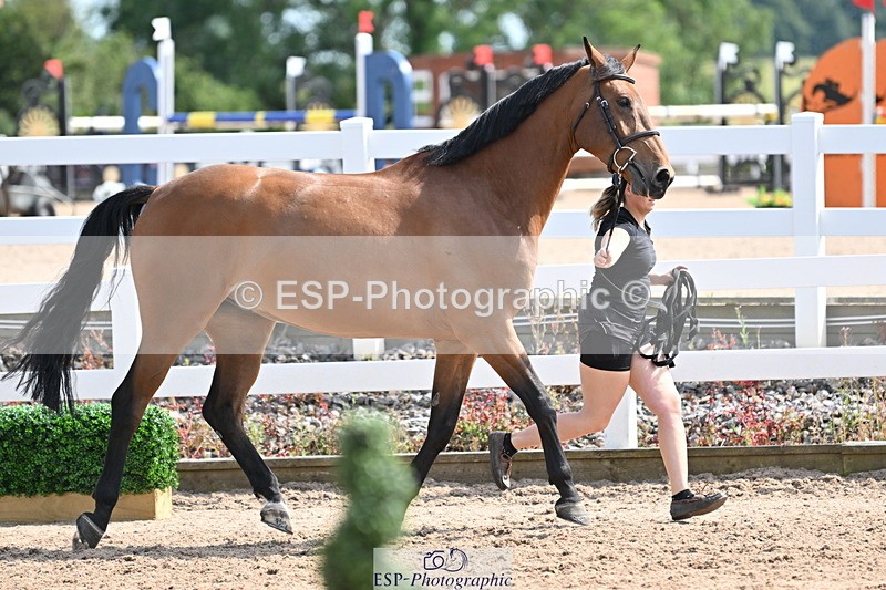 240717A-155211-03119 - Trot Up 3pm to 4pm