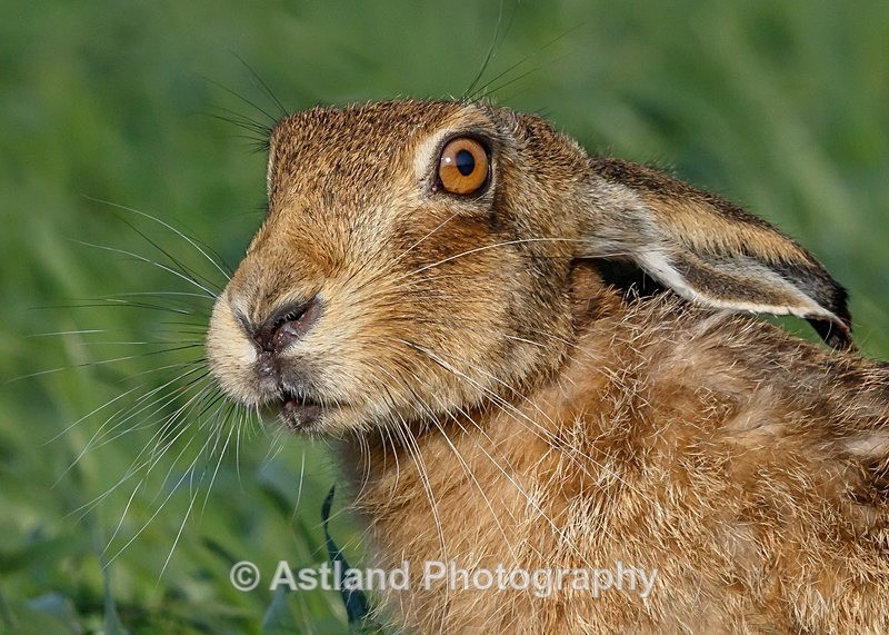 Astland Photography, Bird and Wildlife Images, Susan and Peter Wilson, U.K.