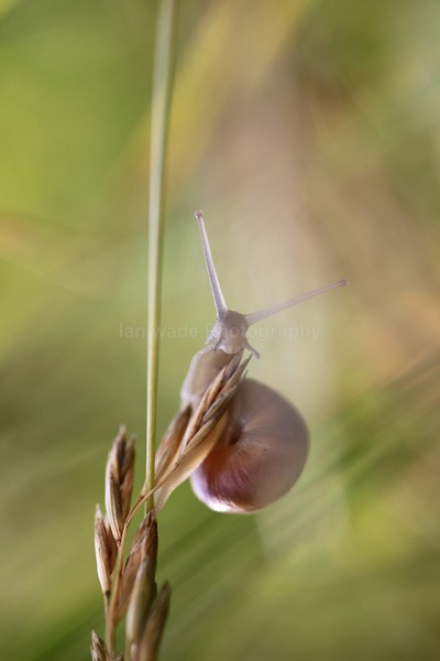  - Insects & Snails, Great Britain