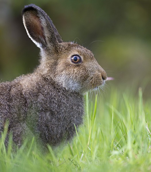 Mountain Hare, Isle of Mull ref mh 2 - MOUNTAIN HARE, SCOTLAND
