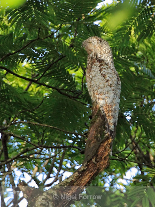 Great Potoo, Tortuguero, Costa Rica - Great Potoo