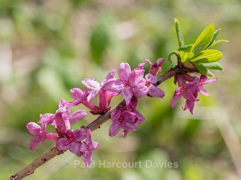 Mezereon (Daphne mezereon) - Flower Portraits