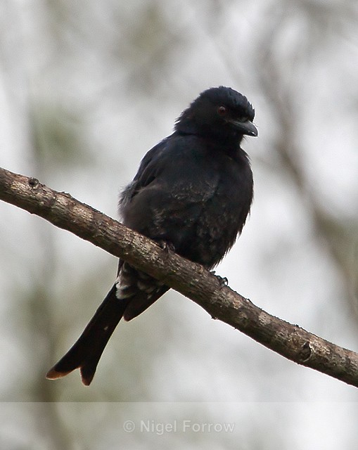 Frontal view of a Fork-tailed Drongo perched on a branch - Fork-tailed Drongo