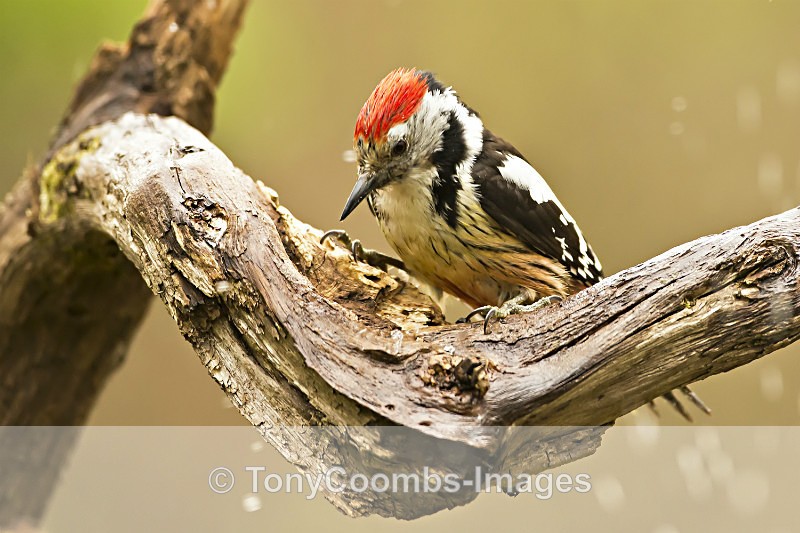 Middle-spotted Woodpecker - Drinking Pool Hides