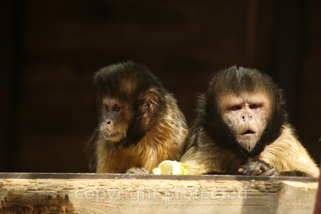 Barney and son - Wildlife Vets International
