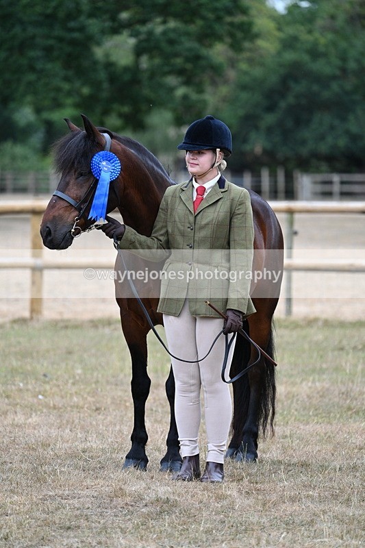 WJ7_9661 - Class 5 Most Handsome Gelding (up to 14.2hh)