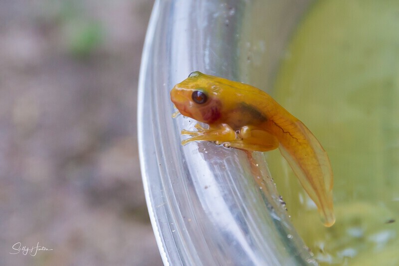 7 Golden Tadpoles - Green Frogs - Golden Variation