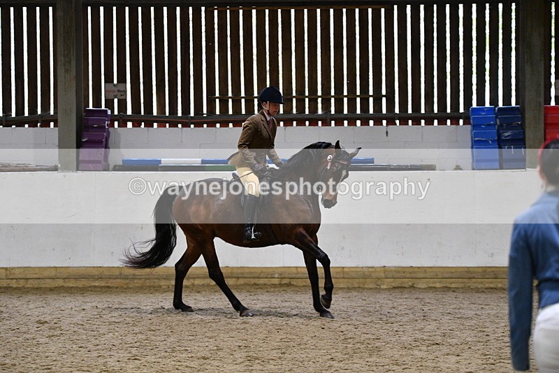WJ5_8955 - Class 15 Ridden Show Horse