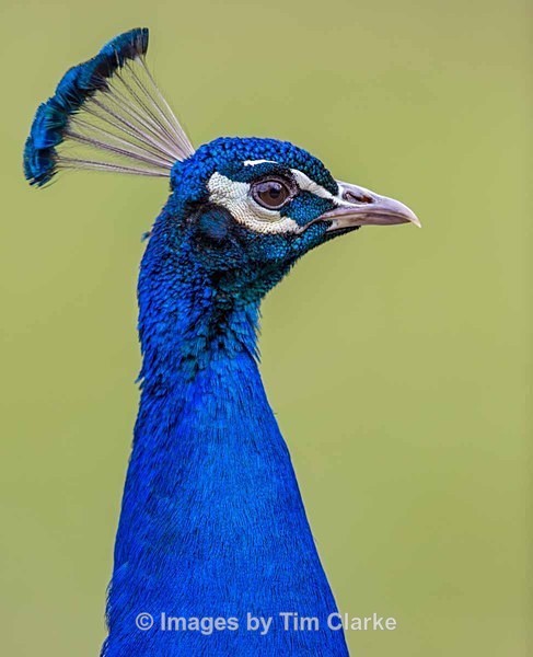 IMG_5412 - Wildlife