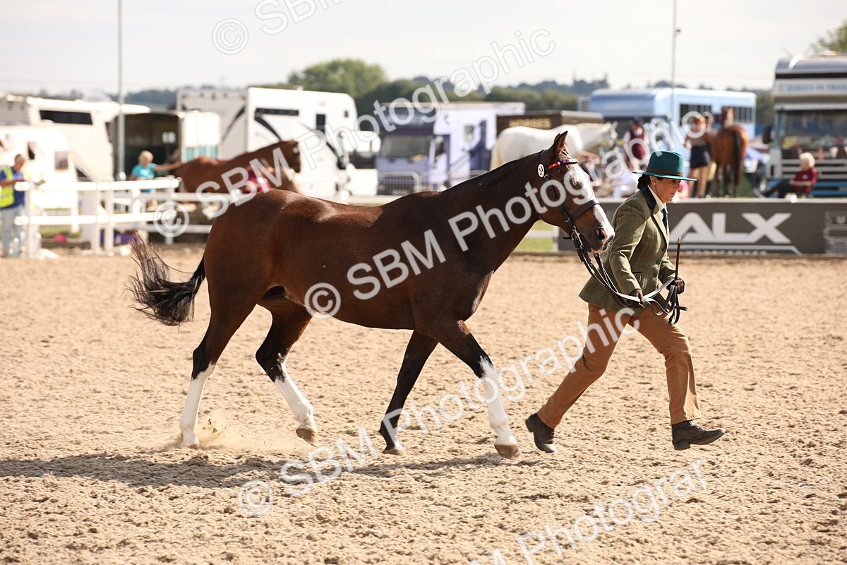 SBM_07410 - Class 26 IH Foreign Breeds -Part bred