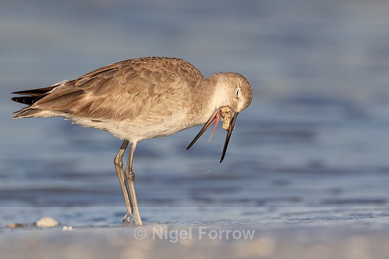Willet regurgitating food pellet, Fort De Soto Park, Florida - Willet