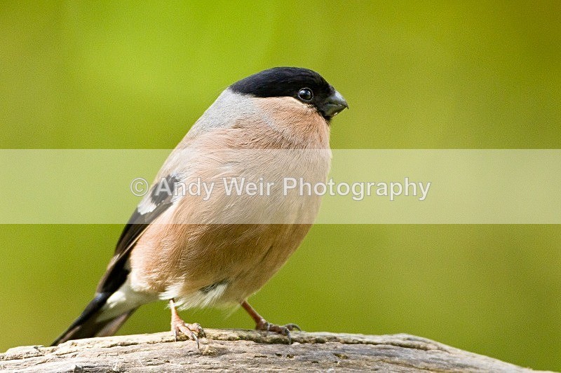 20120421-_MG_9583 - Bullfinch