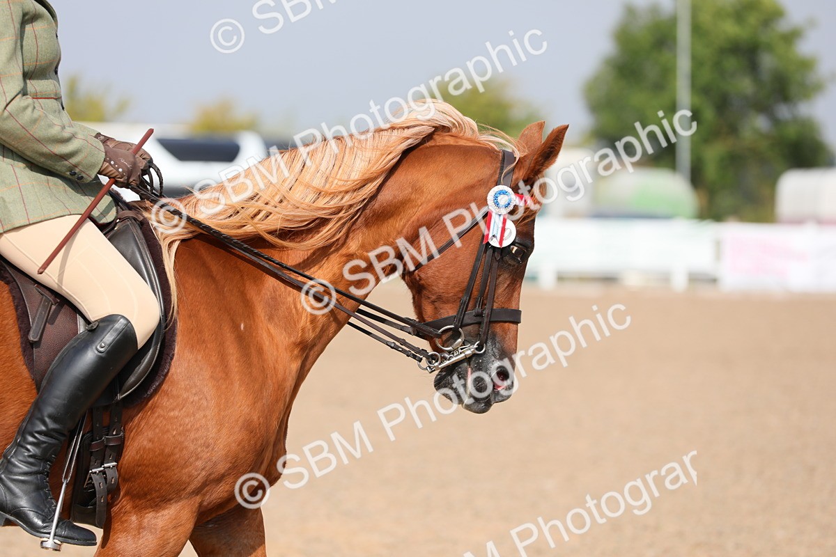 SBM_11395 - Class 305 Ridden Foreign Breeds- Pure Bred