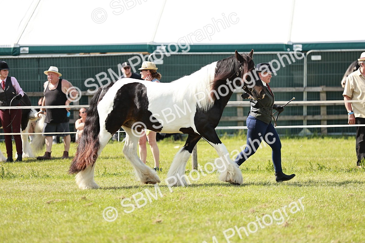 SBM_08756 - Class 63-65 - Traditional Gypsy Cobs In Hand & Ridden