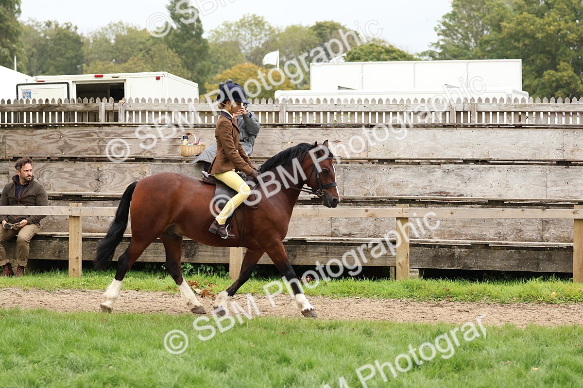 SBM_69579 - S62 - Mountain & Moorland Ridden Large Breeds