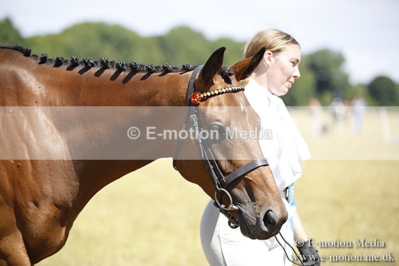 _C7A9784 - BVRC Sow 2018 Ring 2