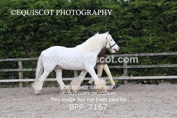BPP_7167 - RING 1  (RIDDEN HORSES / IN HAND / VETERAN ETC)