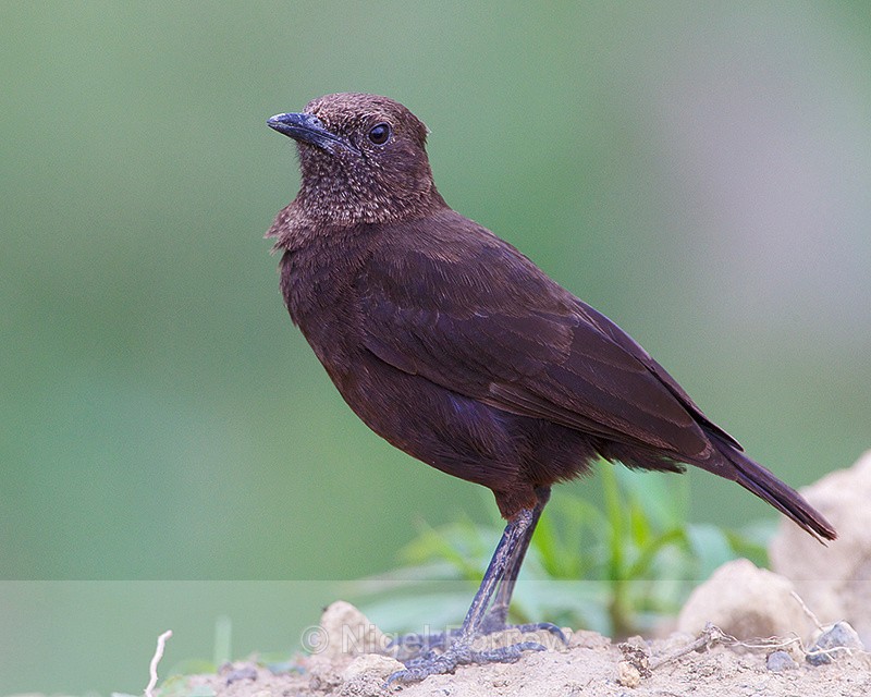 Northern Anteater Chat perched on a rock - Northern Anteater Chat