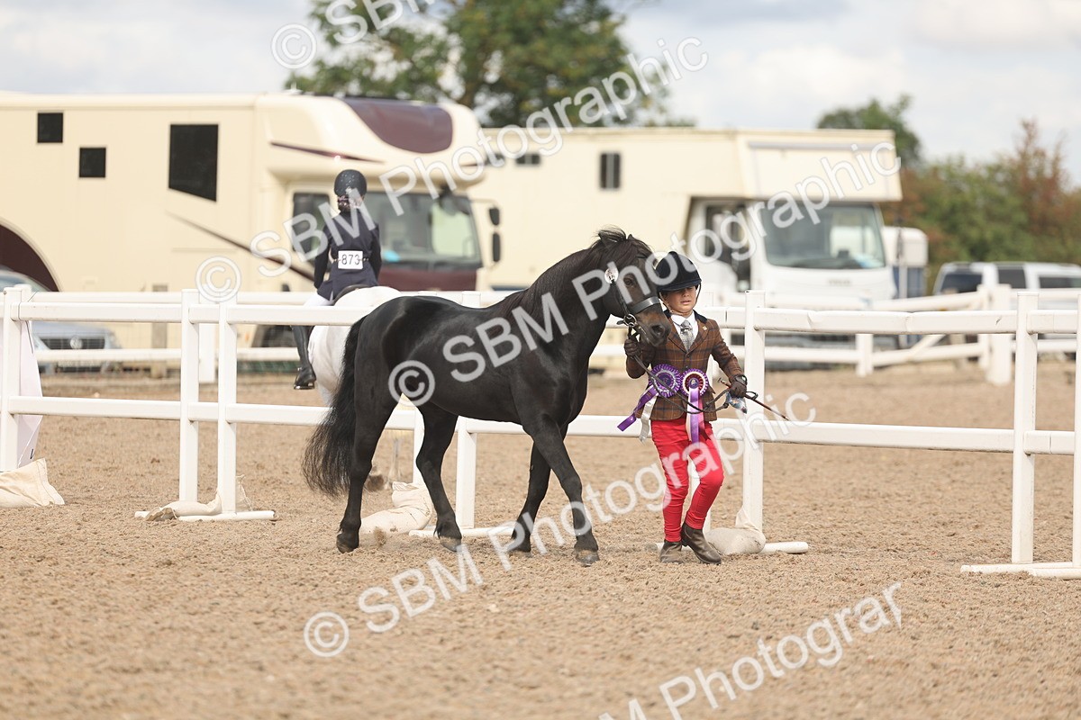 SBM_04526 - Class 18 - Handsomest Gelding (IH or Ridden)