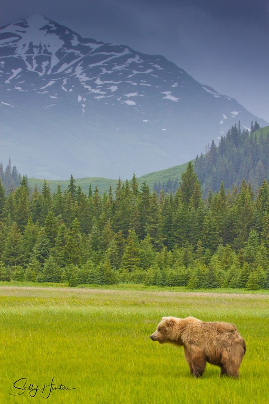 Bear in Field
