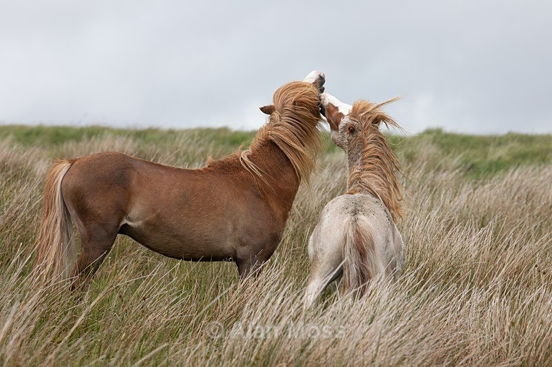 Wild Ponies - Bannau Brycheiniog - Wildlife