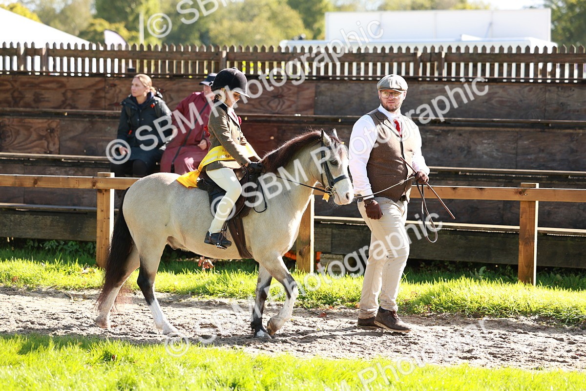 SBM_42093 - S32 - Mountain & Moorland Working Hunter Pony