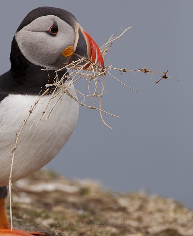 PUFFIN, ISLE OF MULL - PUFFINS, ISLE OF MULL