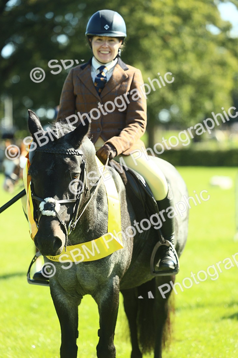 SBM_39067 - S29 - Novice & Newcomers Working Hunter Pony