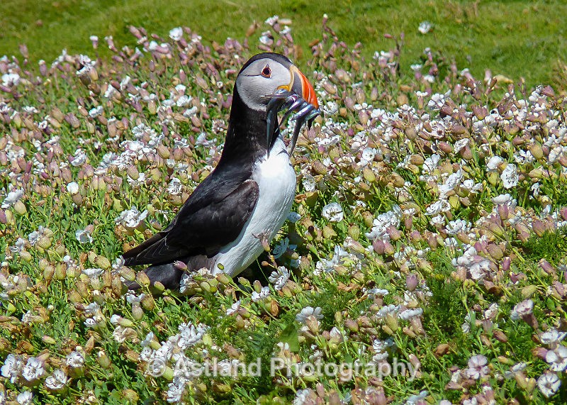 Astland Photography, Bird and Wildlife Images, Susan and Peter Wilson, U.K.