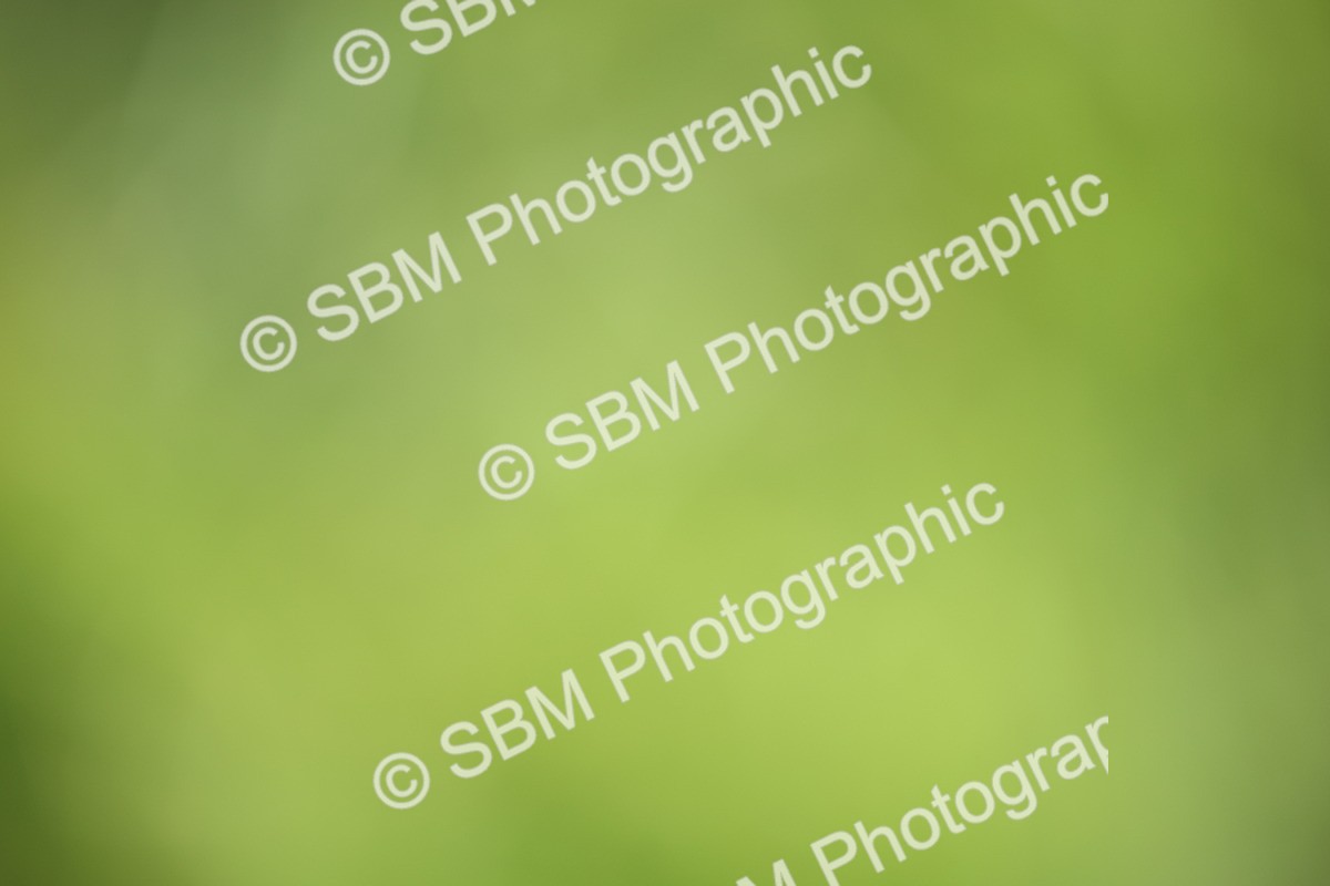 SBM_50102 - S26 - Young Veteran - Ridden