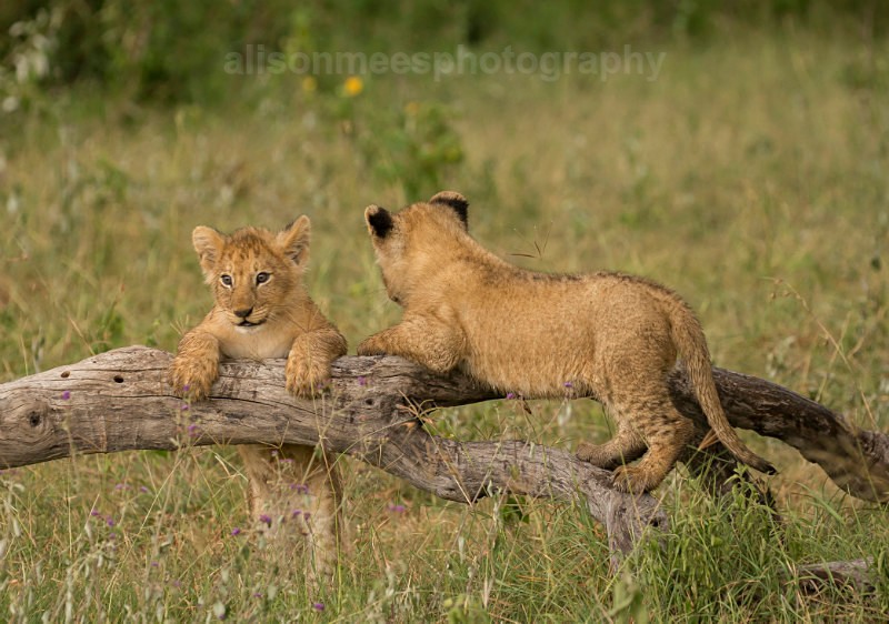  - African Safaris
