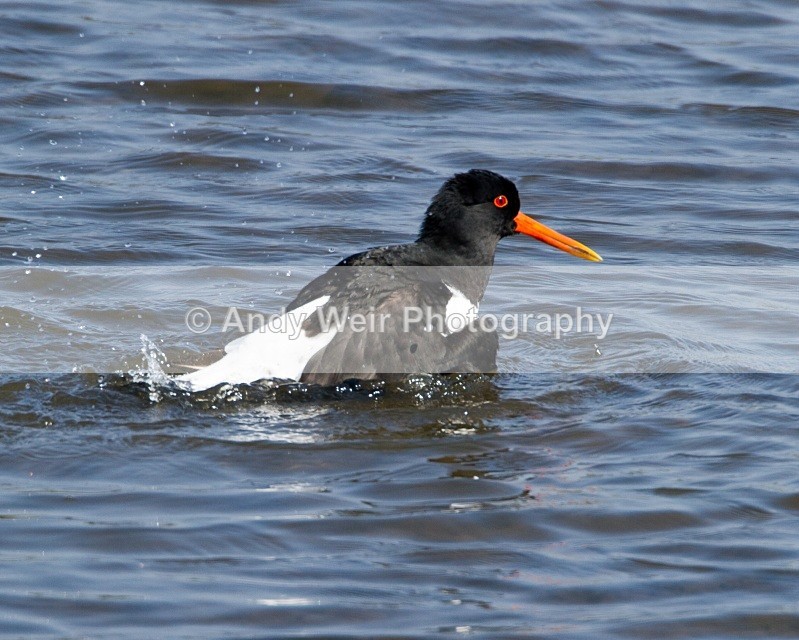 20110422-IMG_4737 - Oyster Catcher