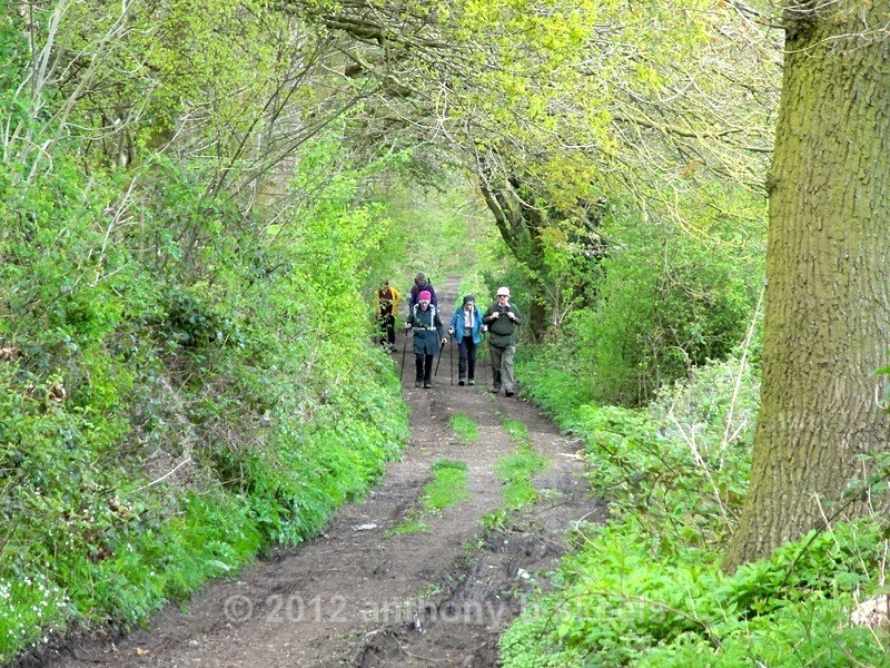 033 Next into Hawks Nest Wood - SAINT PAULINUS PILGRIMAGE TRAIL