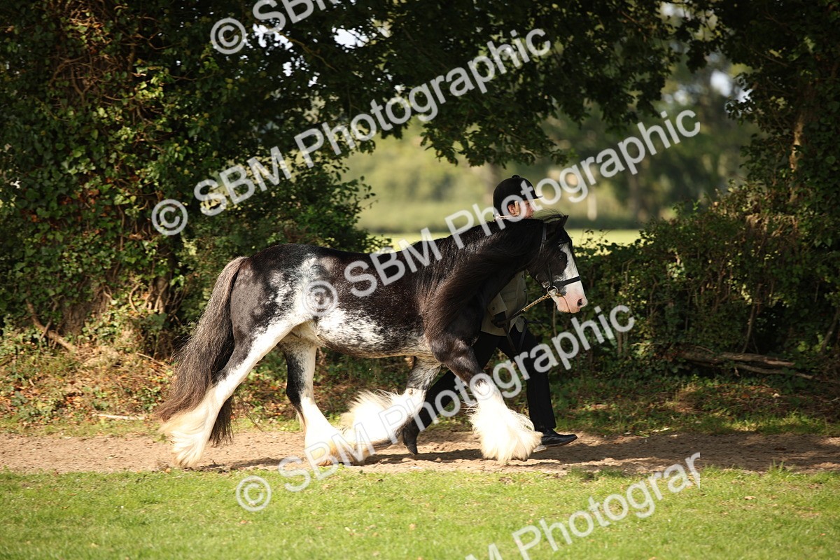 SBM_62186 - S55 - Traditional Cob In Hand