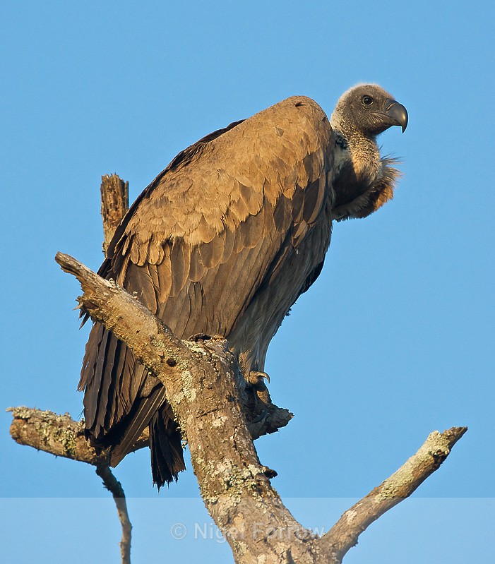 White-backed Vulture perched on top of a dead tree - White-backed Vulture