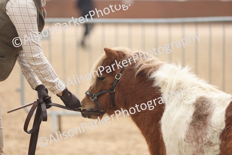 20251109-0337 - Class 13 - Mares 4 Years and Over