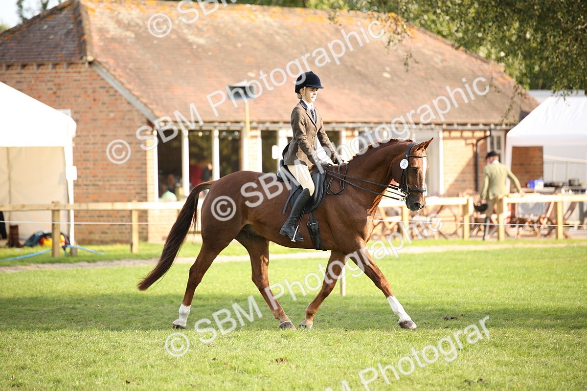 SBM_54300 - S27 - Mature Veteran - Ridden