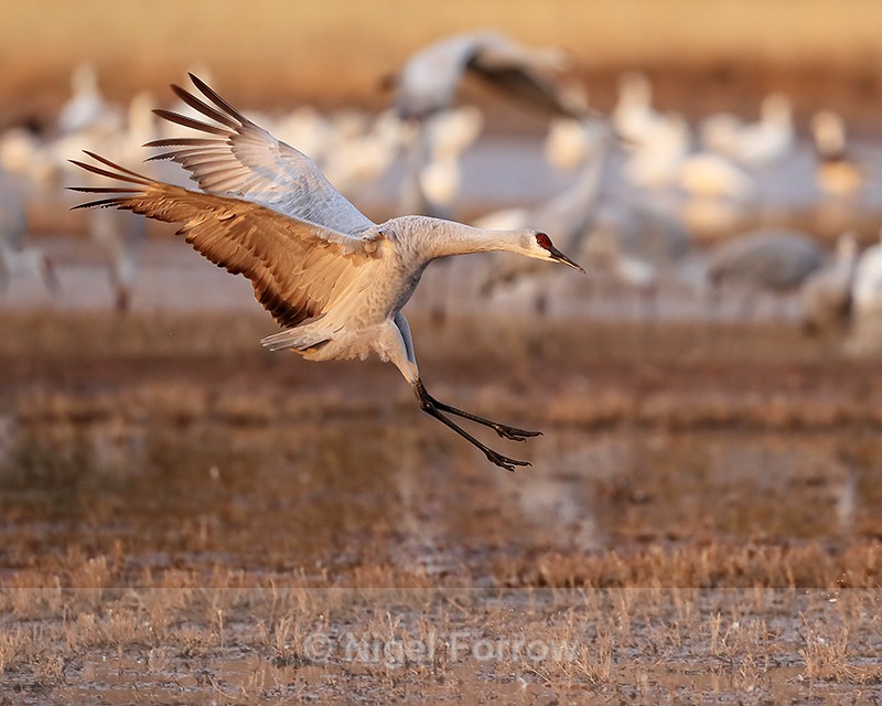 Sandhill Crane close to landing, Bosque del Apache, New Mexico - Sandhill Crane