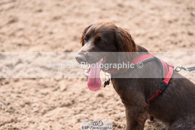 240518A-113808-00796 - Cls 1 Cutest Puppy