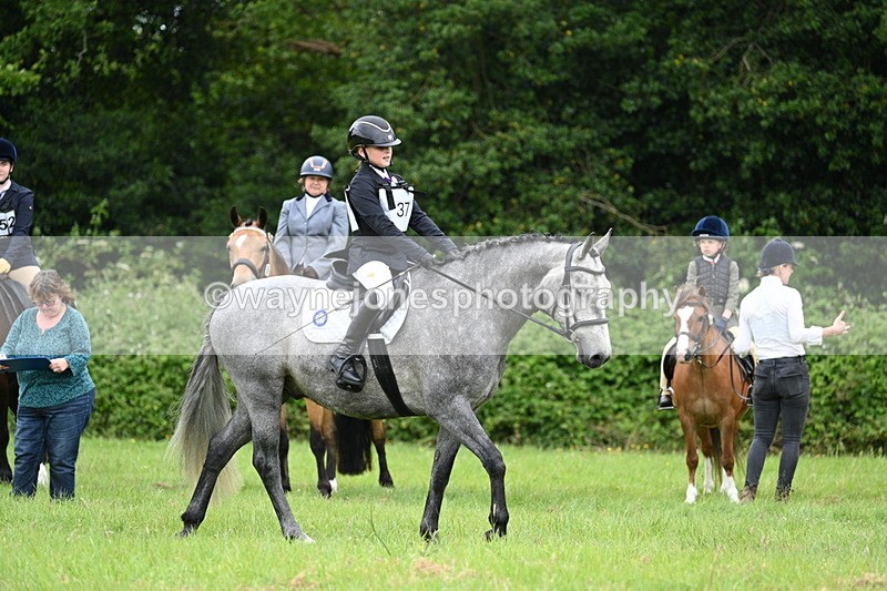 WJ7_3957 - Class 14A Handsome Gelding